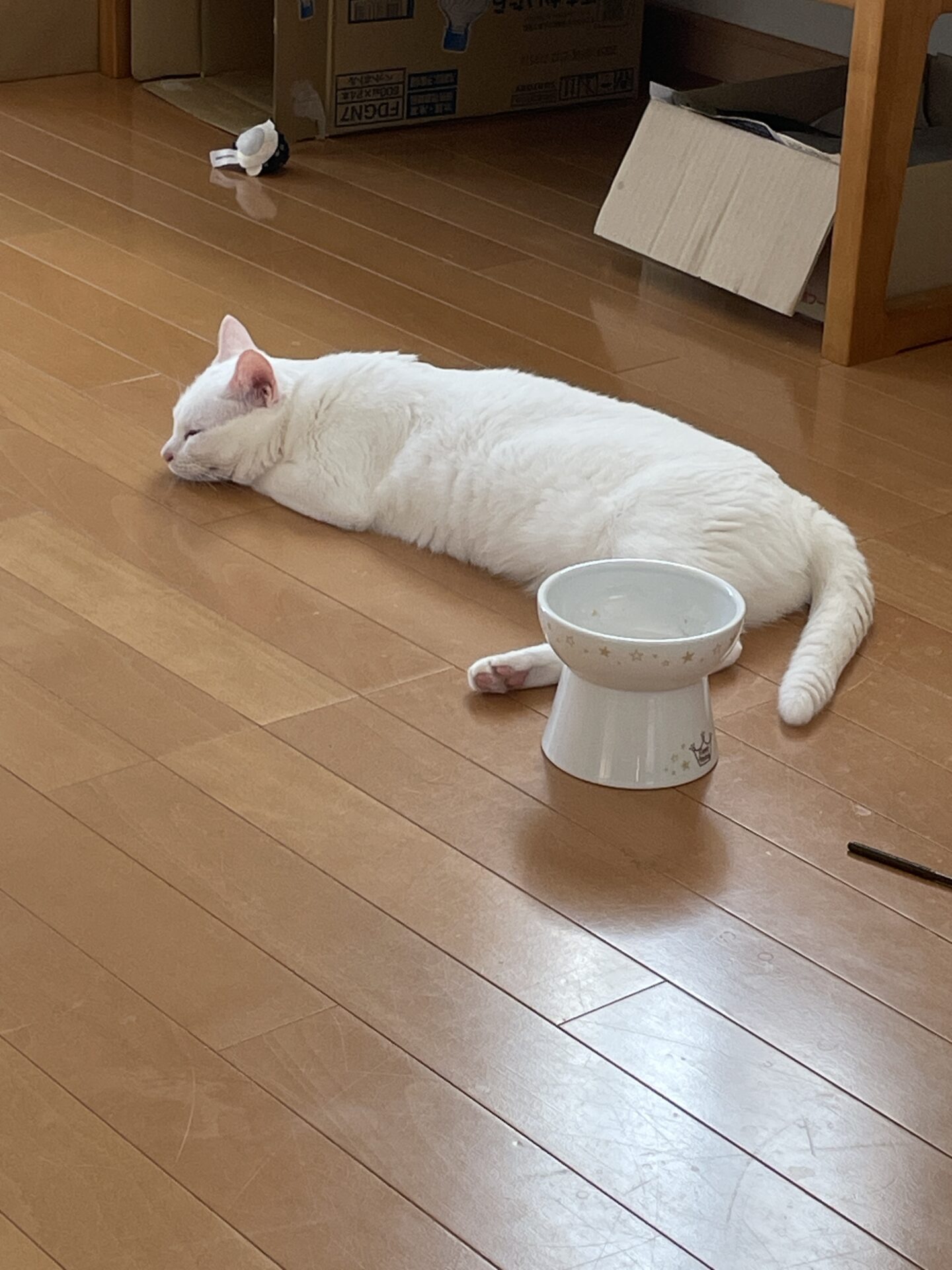 3にゃんのお気に入りスポット｜床・窓辺・ごはん皿の横