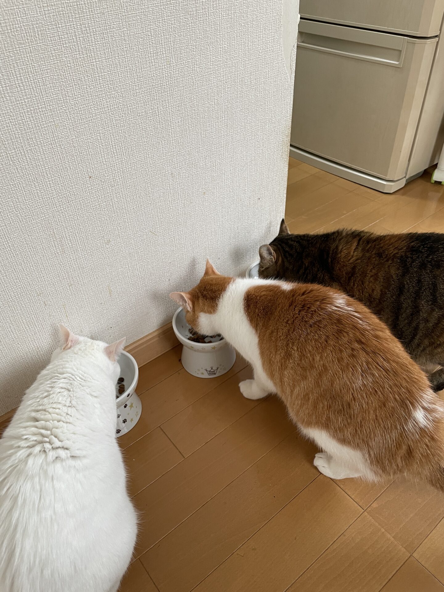 猫の多頭飼いの日常｜3にゃん仲良くごはん・お水・お昼寝・寝起き顔
